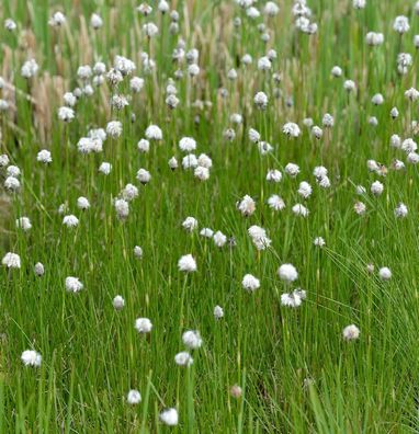 Sibirische Wollgras - Eriophorum russeolum