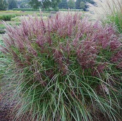 Chinaschilf Dread Locks - Miscanthus sinensis