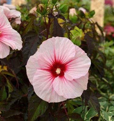 Sumpfeibisch Summer Storm - Hibiscus moscheutos