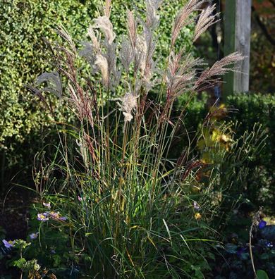 Chinaschilf China - Miscanthus sinensis