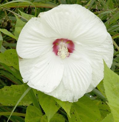 Sumpfeibisch Old Yella - Hibiscus moscheutos