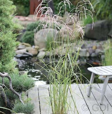Chinaschilf Champagner - Miscanthus sinensis