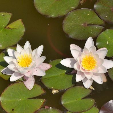 Seerose Marliacea Rosea - Nymphaea