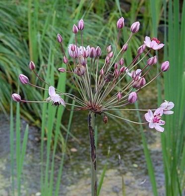 Blumenbinse Rosenrot - Butomus umbellatus