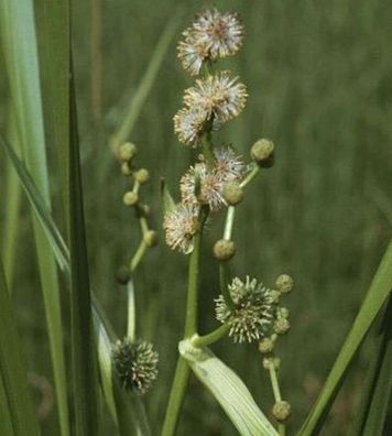 Aufrechter Igelkolben - Sparganium erectum