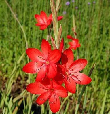 Spaltgriffel - Hesperantha coccinea