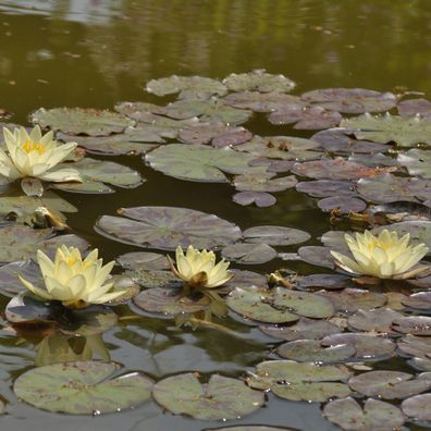 Seerose Marliacea Chromatella - Nymphaea