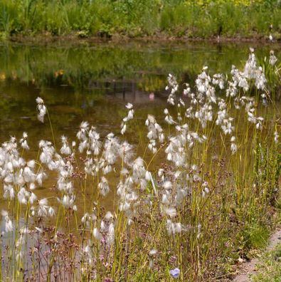 Breitblättriges Wollgras - Eriophorum latifolium