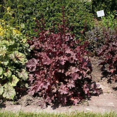 Purpurglöckchen Can Can - Heuchera micrantha