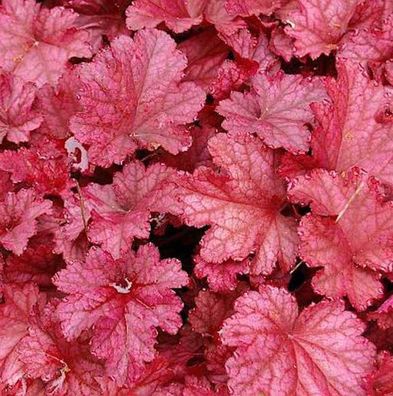 Purpurglöckchen Berry Smoothie - XXXL Topf - Heuchera micrantha