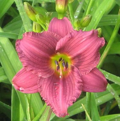 Taglilie Little Grapette - Hemerocallis cultorum