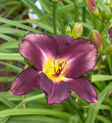 Taglilie Strutters Ball - Hemerocallis