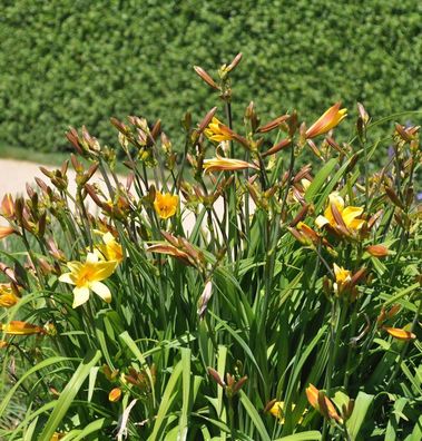 Späte Wiesentaglilien - Hemerocallis thunbergii