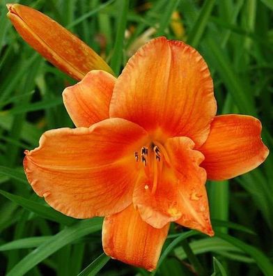 Taglilie Mauna Loa - Hemerocallis cultorum