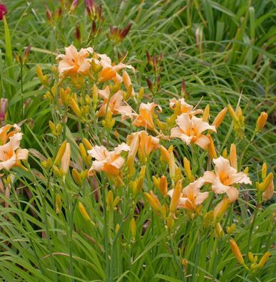 Taglilie Little Bumble Bee - Hemerocallis cultorum