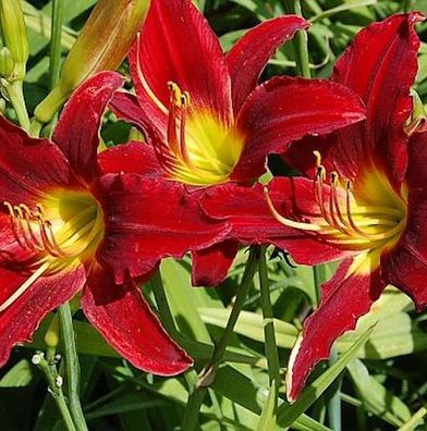 Taglilie King of Hearts - Hemerocallis cultorum