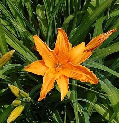 Taglilie Burning Daylight - Hemerocallis cultorum
