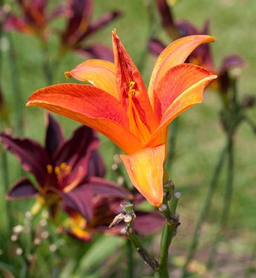 Taglilie Bruno Müller - Hemerocallis cultorum