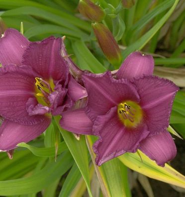 Taglilie Summer Wine - Hemerocallis