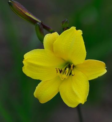 Taglilie Corky - Hemerocallis cultorum