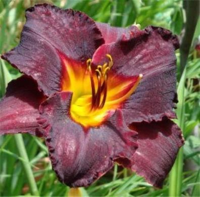 Taglilie American Revolution - Hemerocallis