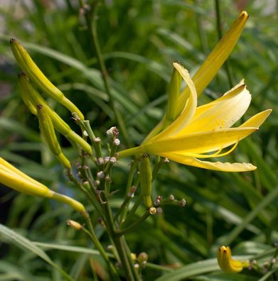 Dufttaglilie - Hemerocallis citrina