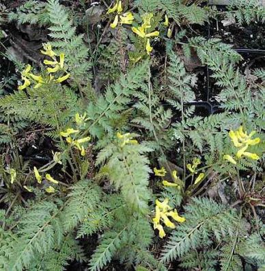 Farnblättriger Lerchensporn - Corydalis cheilanthifolia