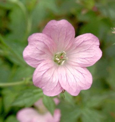 Waldstorchschnabel Bakers Pink - Geranium sylvaticum