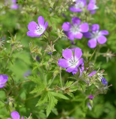 Waldstorchschnabel - Geranium sylvaticum