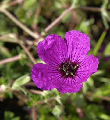Storchenschnabel Giuseppii - Geranium cinereum