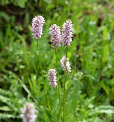 Knöterich - Bistorta officinalis