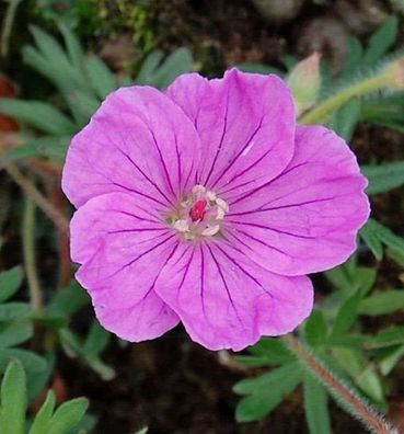 Storchenschnabel Ankums Pride - Geranium sanguineum