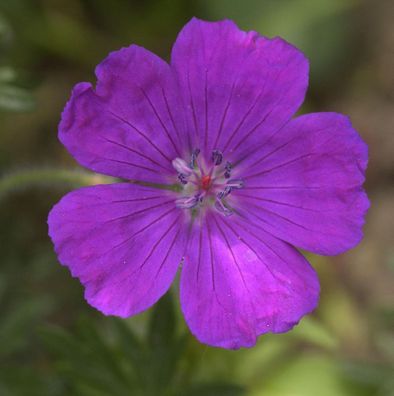 Storchenschnabel Shooting Star - Geranium sanguineum