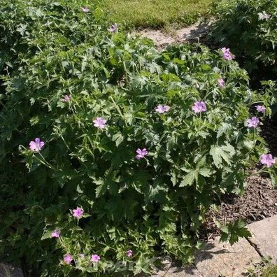 Storchenschnabel Hollywood - Geranium oxonianum