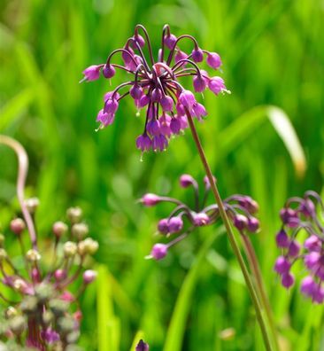 Zierlauch Hidcote - Allium cernuum