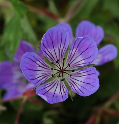 Storchenschnabel Sweet Heidy - Geranium cultorum
