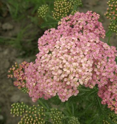 Schafgarbe Kelwayi - Achillea millefolium