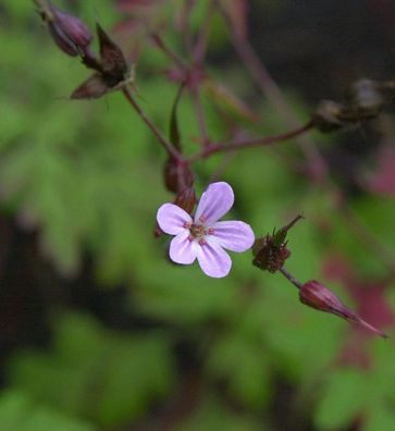 Stinkender Storchschnabel - Geranium robertianum