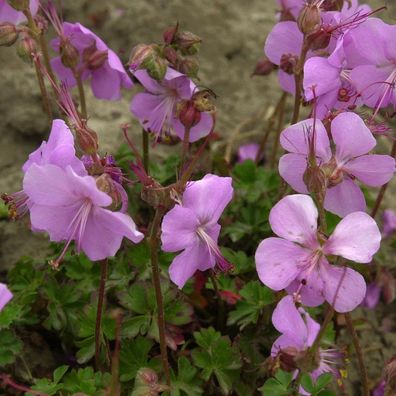 Dalmatiner Storchschnabel - Geranium dalmaticum