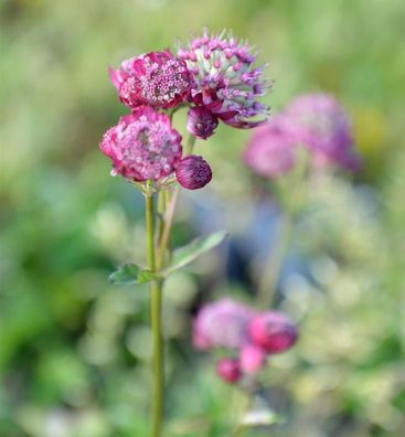 Sterndolde Ruby Cloud - Astrantia major