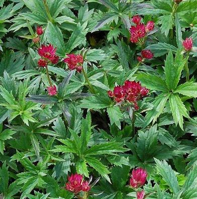 Sterndolde Primadonna - Astrantia major