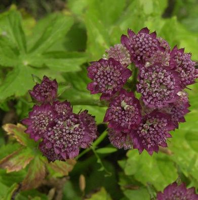 Sterndolde Rosensinfonie - Astrantia major