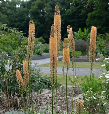 Steppenkerze Cleopatra - Eremurus isabellinus