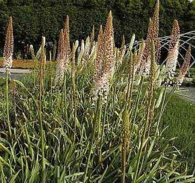 Steppenkerze Ruiters - Eremurus isabellinus