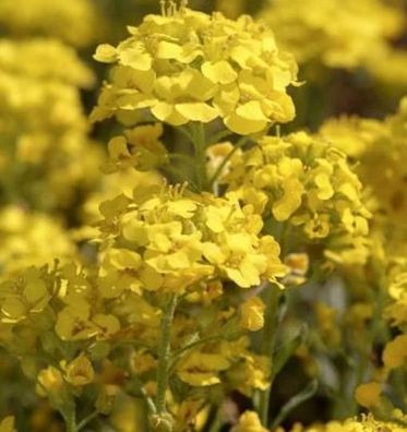 Wulfen Steinkraut - Alyssum wulfenianum