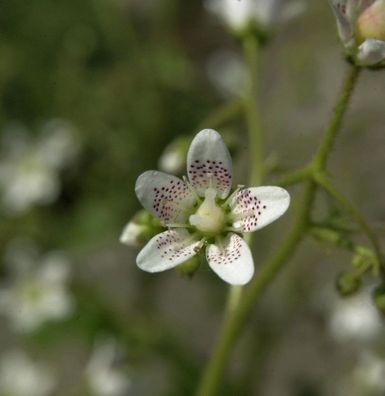 Rundblättriger Steinbrech - Saxifraga rotundifolia