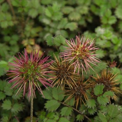 Stachelnüßchen Grüner Zwerg - Acaena microphylla