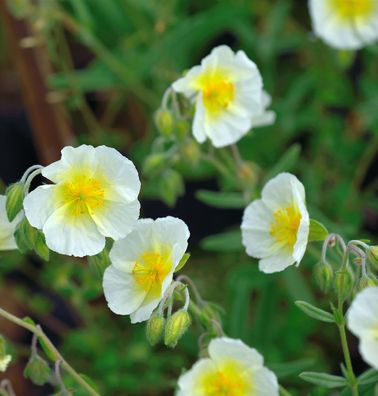 Sonnenröschen Bride - Helianthemum cultorum