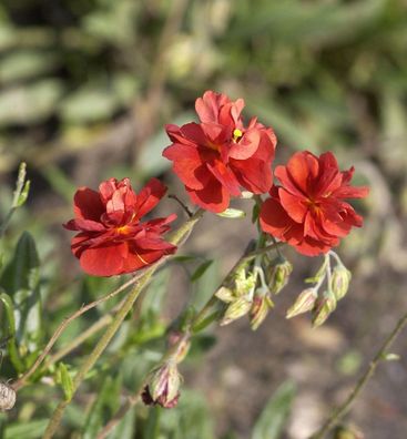 Sonnenröschen Rubin - Helianthemum