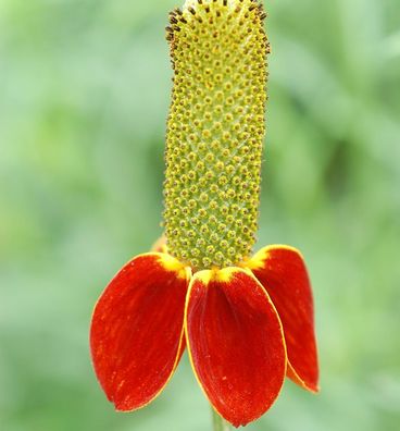 Mexikanischer Sonnenhut Red Midget - Ratibida columnifera